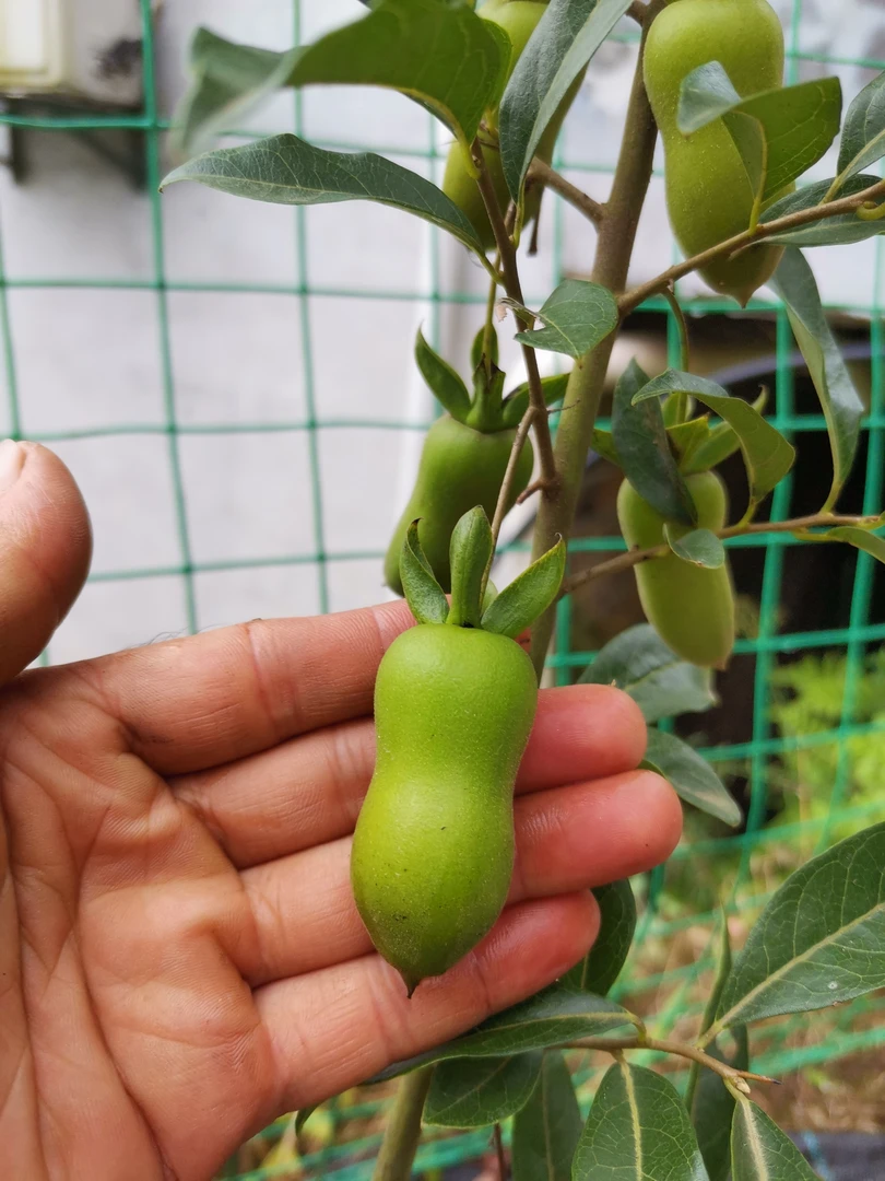 金弹子  大红花生果 绿植盆栽 嫁接苗随机发货