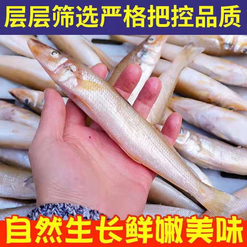 连云港发出 沙丁鱼大小不一，介意勿拍