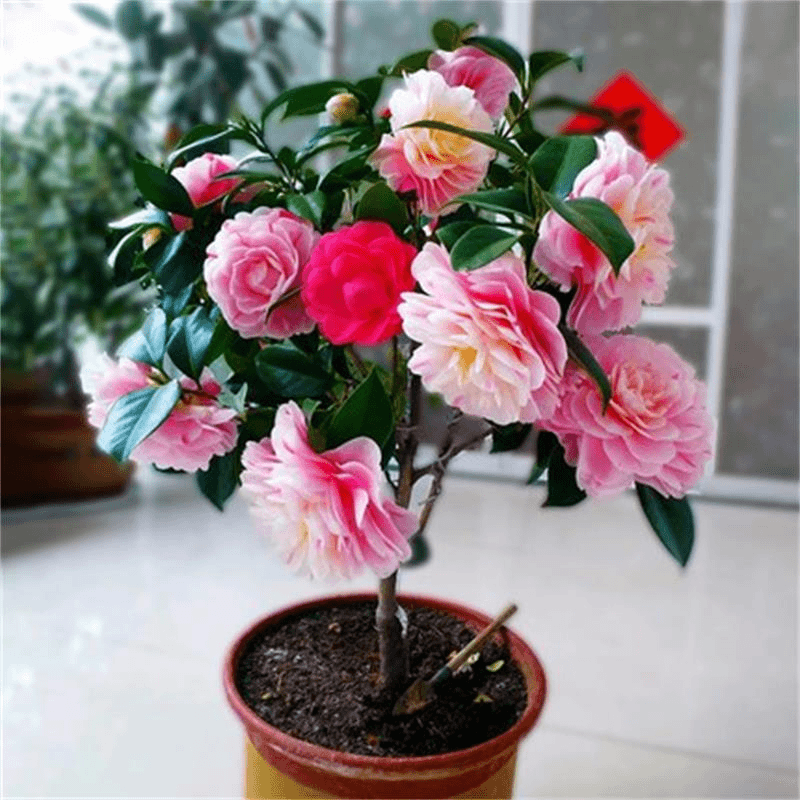 耐寒 五色赤丹山茶花苗  四季开花  阳台庭院客厅花卉植物