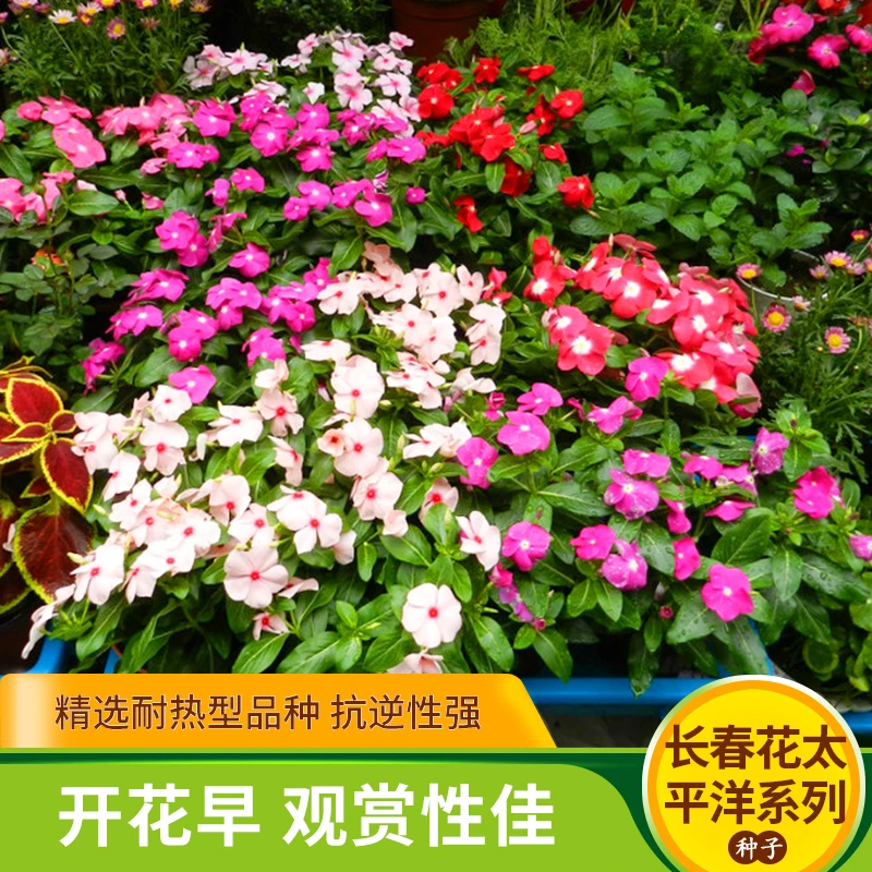 日日春种子混色日日春矮生五瓣梅死不了阳台盆栽庭院四季开花易种