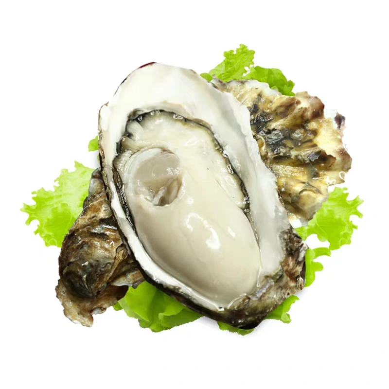 山东乳山生蚝牡蛎 个大肥美 净重4斤多规格可选