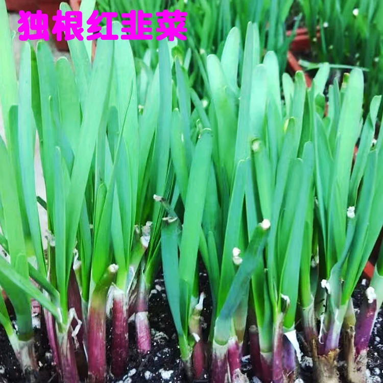 寿光独根红韭菜种子阳台菜园大田紫红根白根寒青韭霸韭菜种子孑
