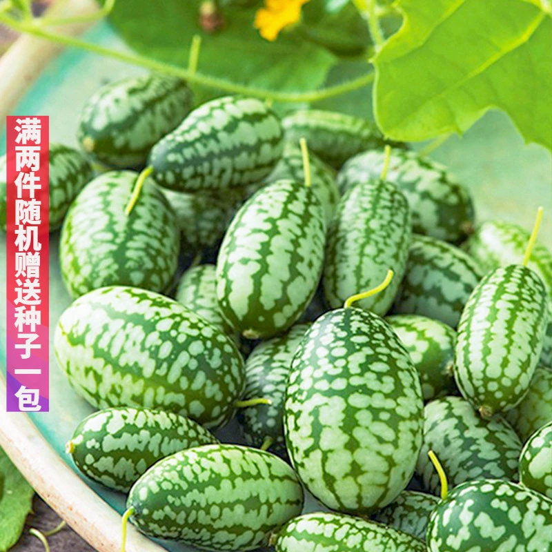 拇指西瓜种子迷你水果小西瓜种籽大全四季春季盆栽阳台农家蔬菜孑