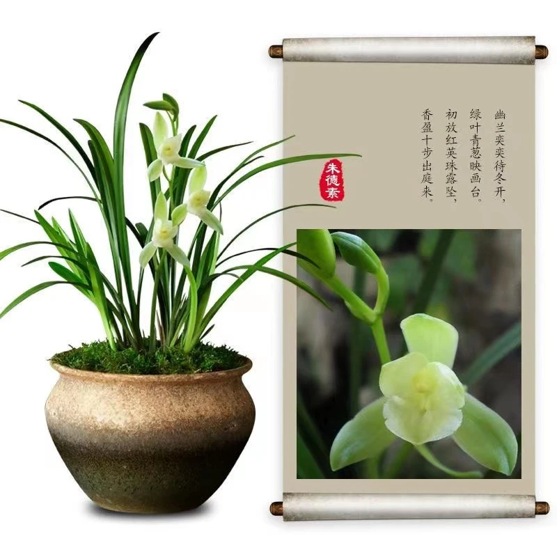 QINGYALANYUAN/清雅兰园3苗大荷素浓香植物美观兰花花卉