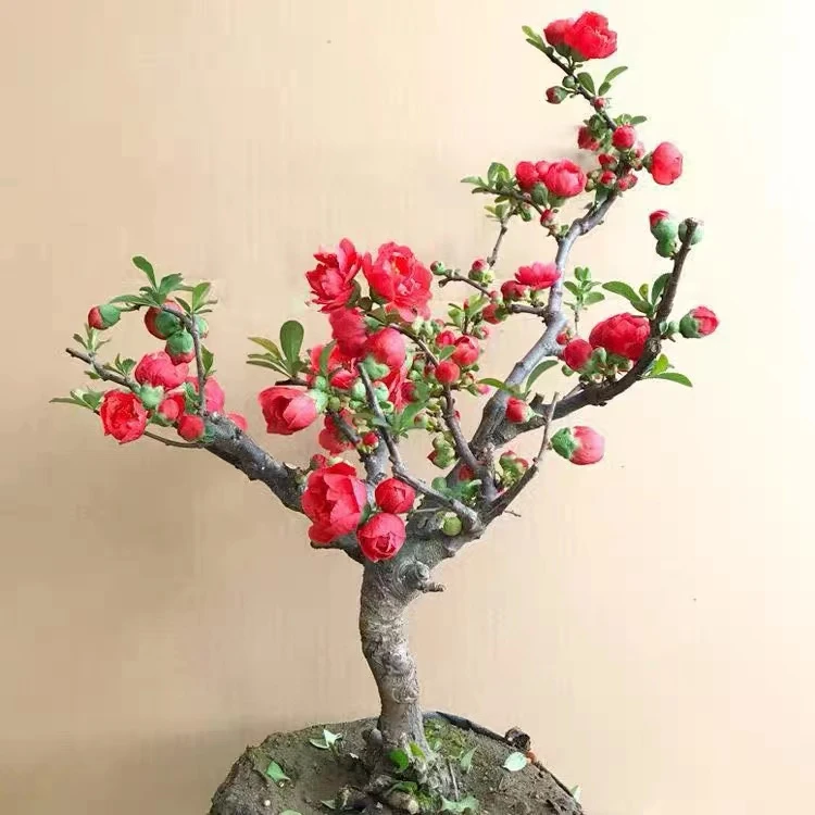 重瓣长寿冠海棠花老桩盆栽长寿冠花卉室内盆景室外耐寒网红海棠树