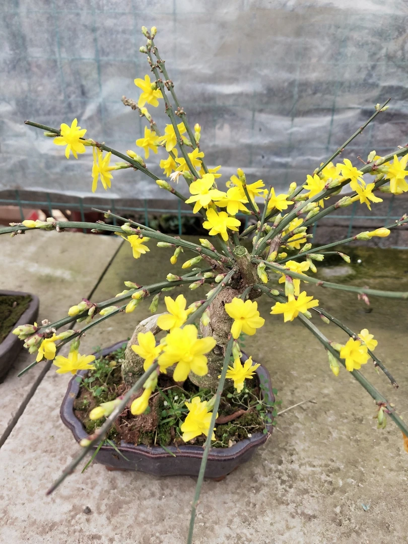 三台迎春花(开花黄色,复瓣的)