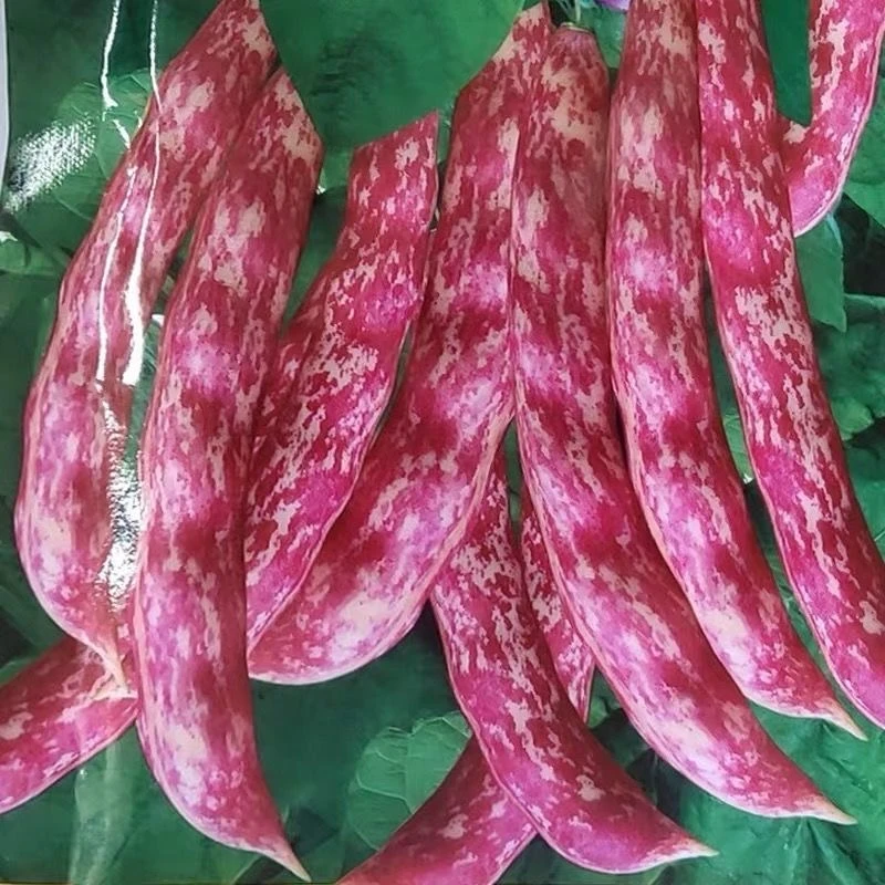 东北吉林新鲜红金勾豆角豆多皮薄每单净重三斤五斤顺丰包邮