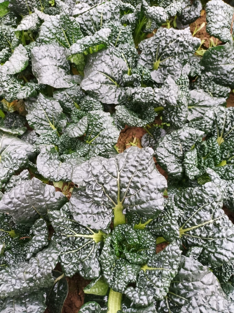 沙湾泡泡青自产自销，黑白菜五斤包邮