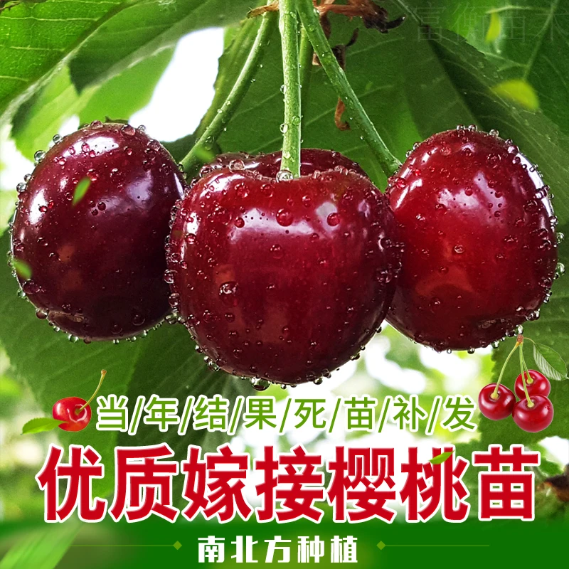 樱桃树苗车厘子大樱桃苗北方耐寒新品种樱桃树苗盆栽地栽当年结果