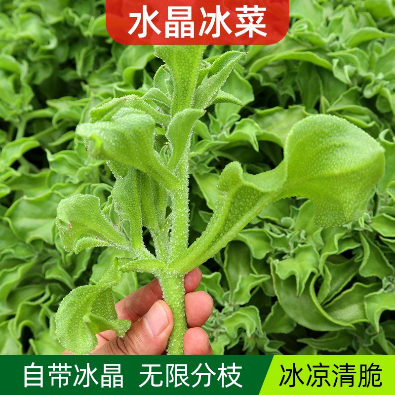 (拍2发3)冰菜种籽苗非洲冰草水晶四季春季冬季阳台盆栽蔬菜种子孑