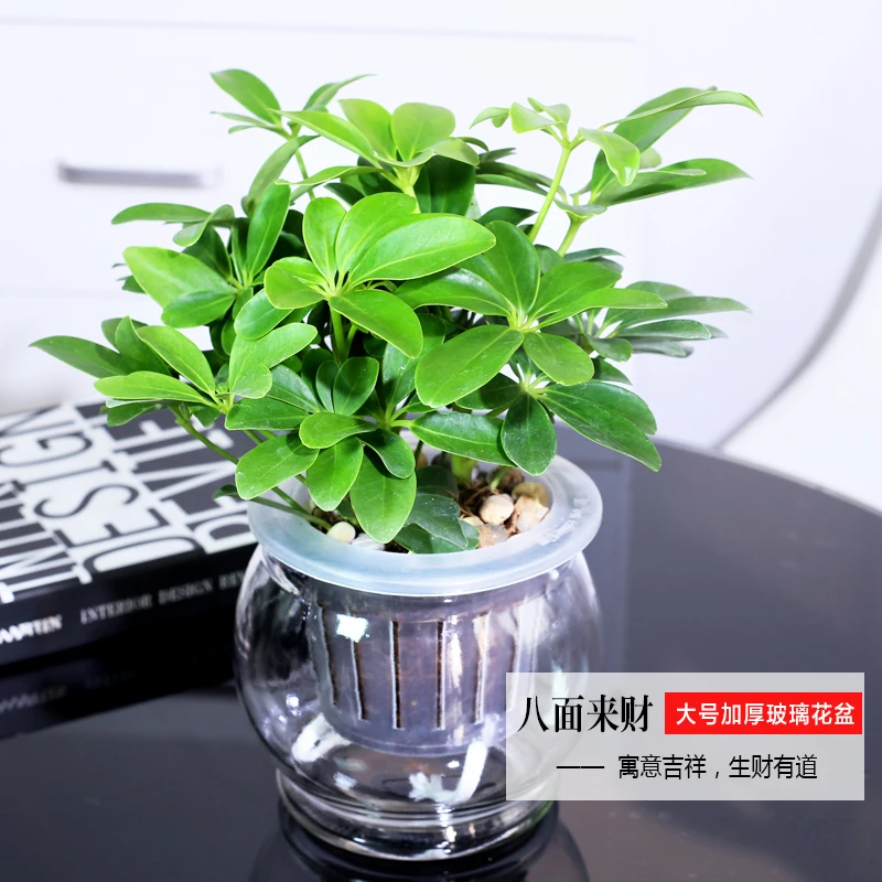 鸭脚木盆栽植物花卉室内客厅七叶莲八方来财四季常青发财树