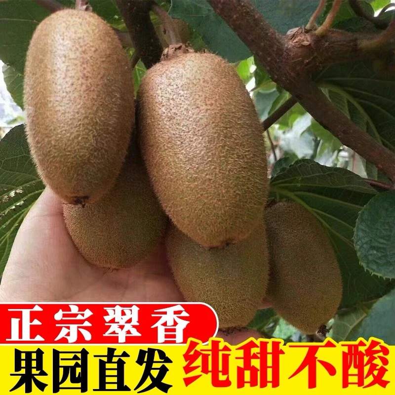 [贵妃专属]陕西翠香猕猴桃现摘现发营养香甜皮薄鲜嫩