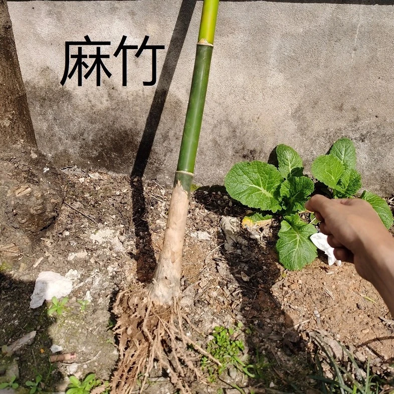 麻竹大型竹子绿植造林竹竹子粽叶竹植物简单麻竹笋种苗