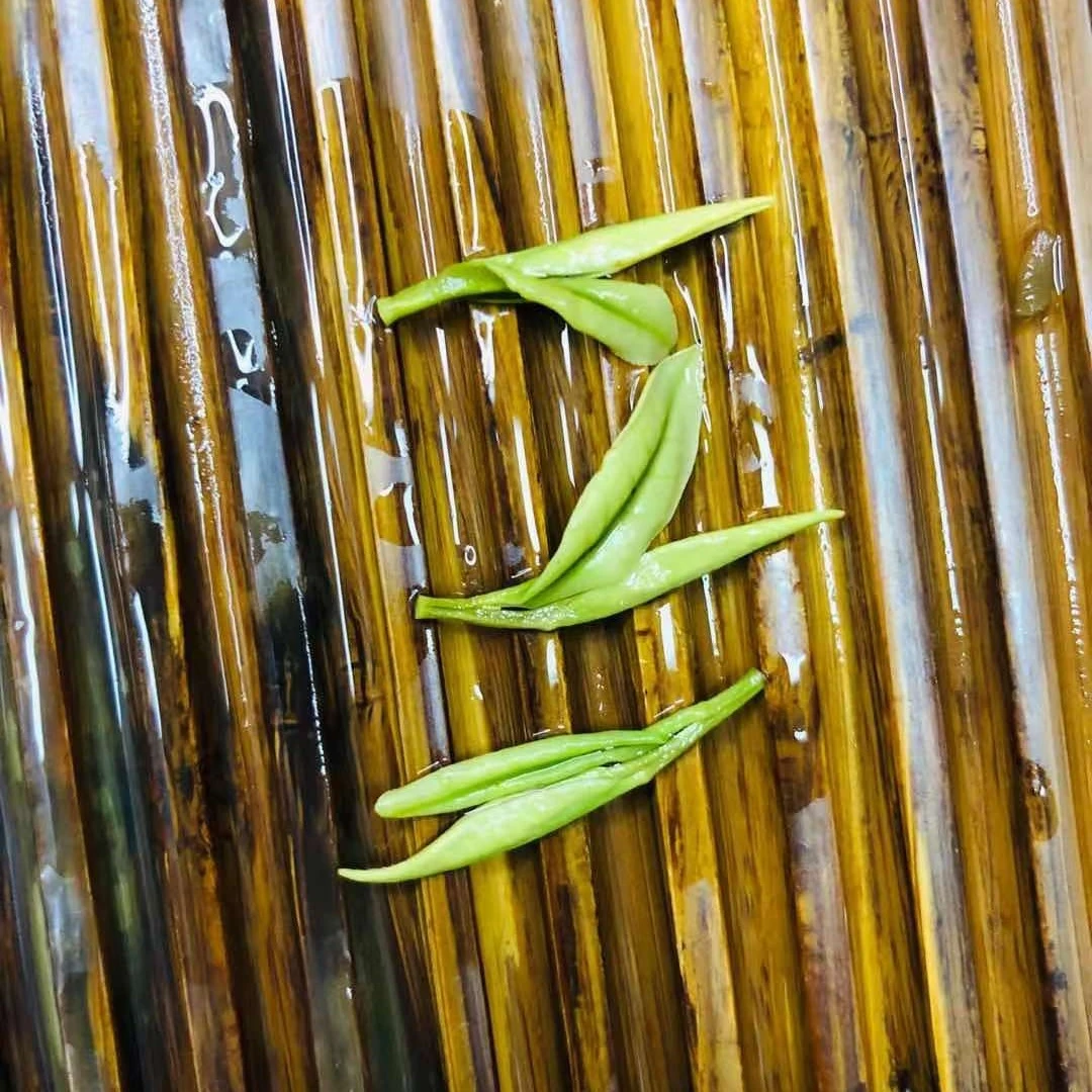 C52  高山安吉白茶 明前白茶 芽头级 茶场送礼盒装春季一叶