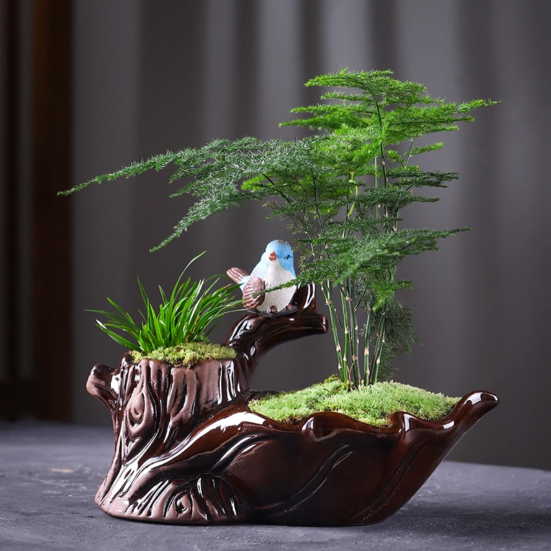 文竹盆栽赤楠盆景植物桌面好养四季常青办公室禅意绿植客厅意境