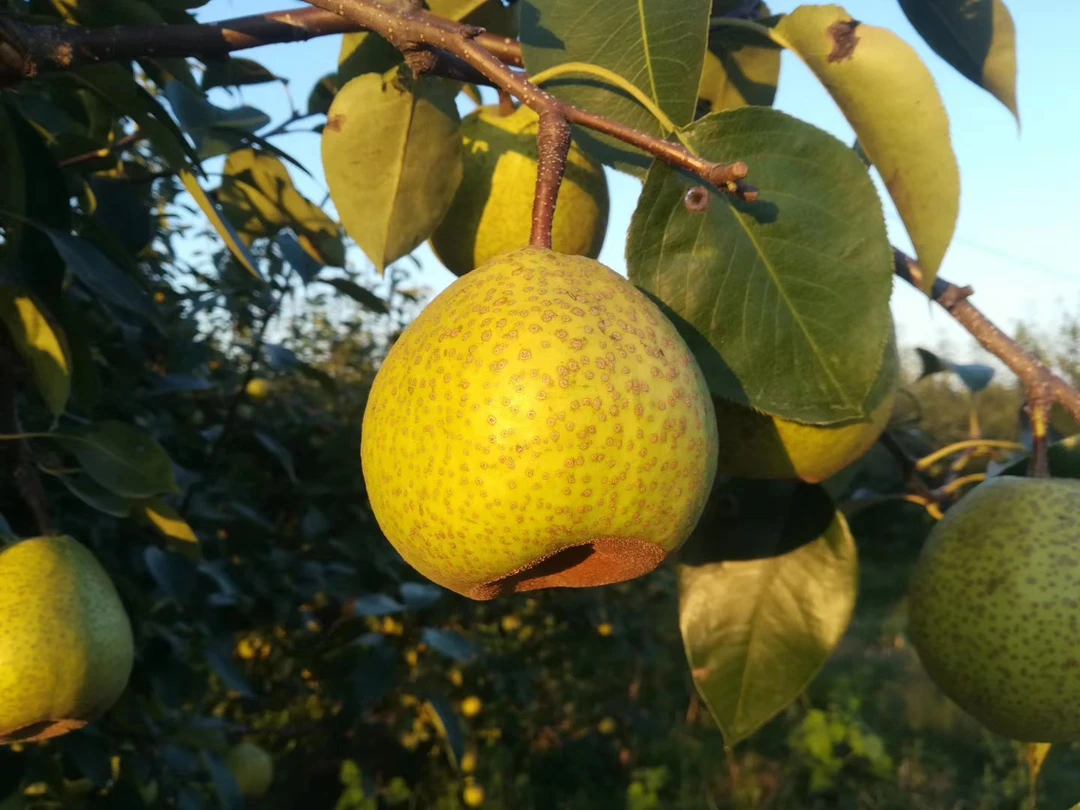山东特产现摘古慈梨（莱阳梨）花皮果不影响食用语言