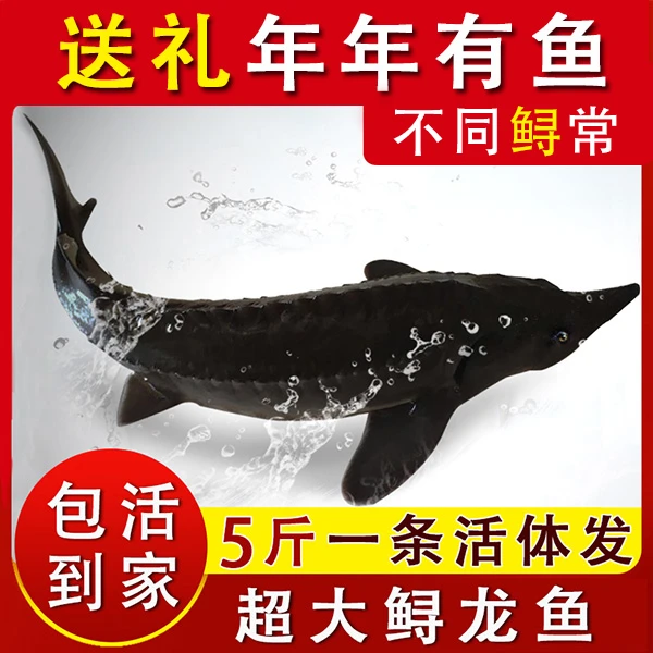 山东1-10斤送礼佳品大鲜活鲟龙鱼活鱼生鲜活体无骨鱼食用淡水产