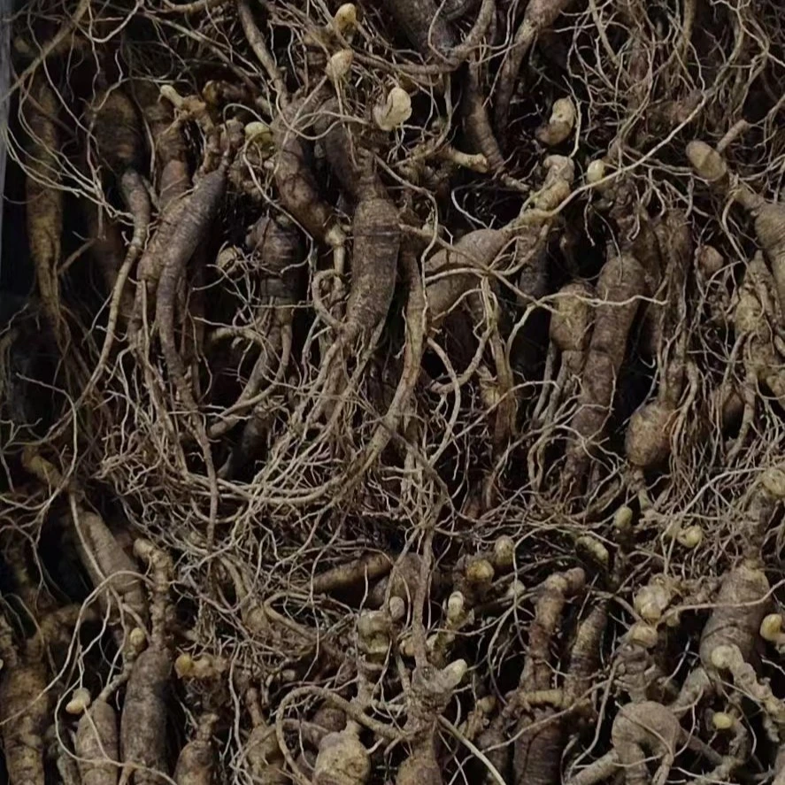 东北长白山特产鲜参根250g起