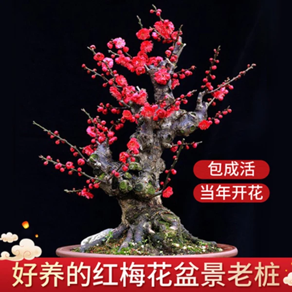 原生红梅花盆栽 耐寒花卉植物 包邮