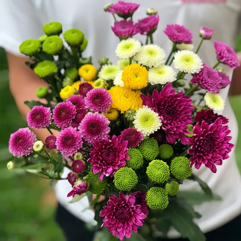 云南昆明日常瓶插周是基地直发小雏菊鲜花混色小菊花超长花期水养