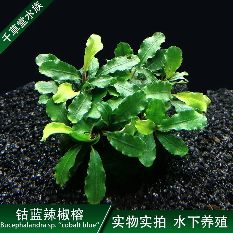 鱼缸造景生长坨草水下叶辣椒榕淡水活体阴性植物椒草定植钴蓝包邮