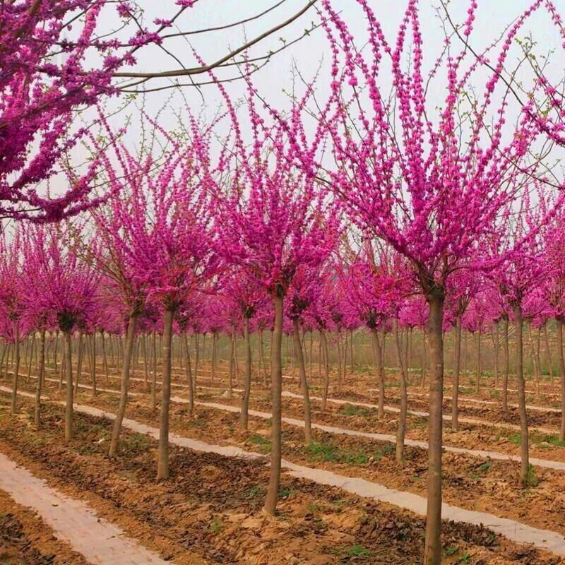 紫荆花树苗紫荆花苗满条红庭院开花植物花卉绿化工程苗木紫荆树苗