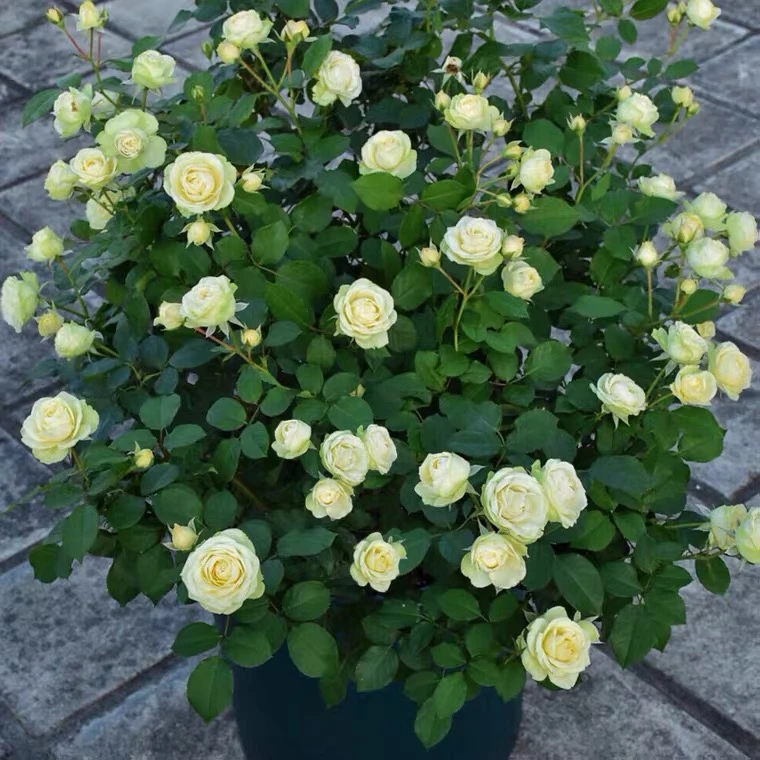 奶油龙沙 花友钟爱品种月季 开到冬季 阳台庭院盆栽多季开花植物