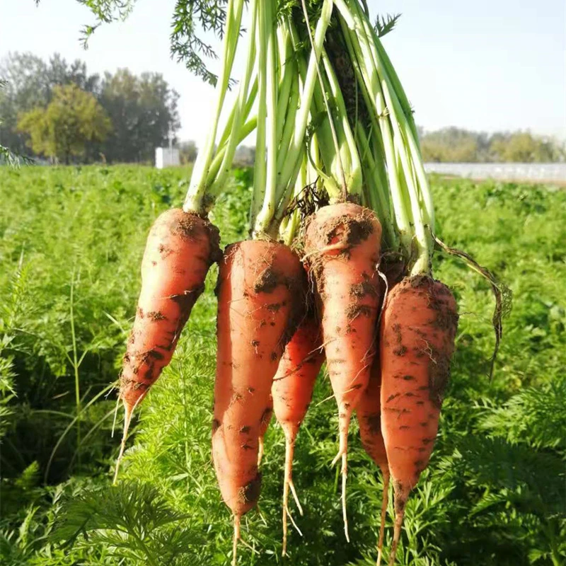 老品种胡萝卜新鲜5斤 现挖带泥红萝卜农家胡萝卜非转基因