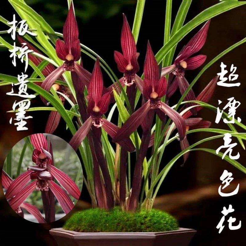 兰花  春兰板桥遗墨