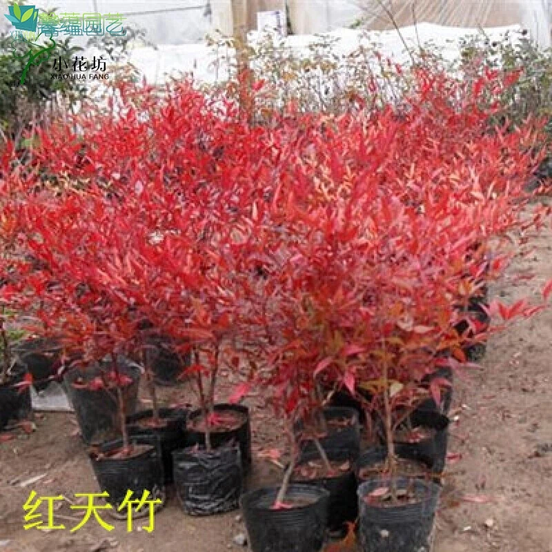 帅轩 红天竹南天竹 南天竹苗绿篱植物庭院绿化苗木小苗彩色树苗
