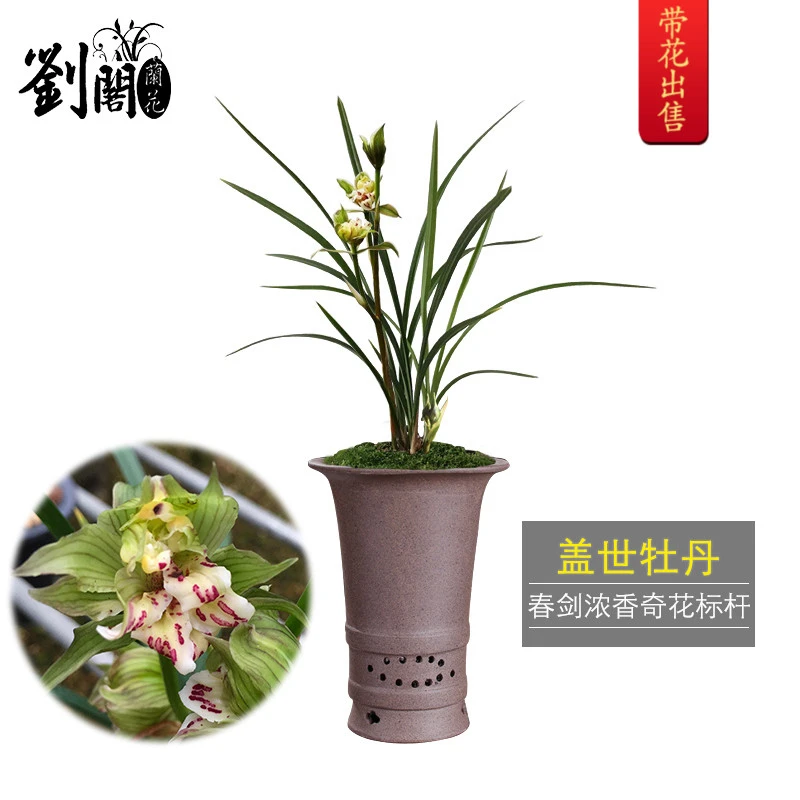 刘阁兰花苗 盖世牡丹 春剑奇花牡丹冬带浓香花苞出售室内绿植盆栽