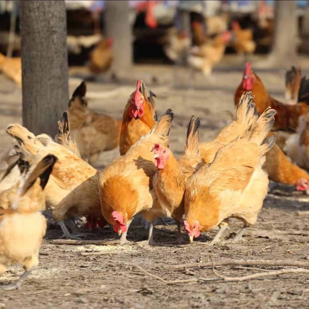农家自养土鸡公鸡母鸡（现杀现卖）