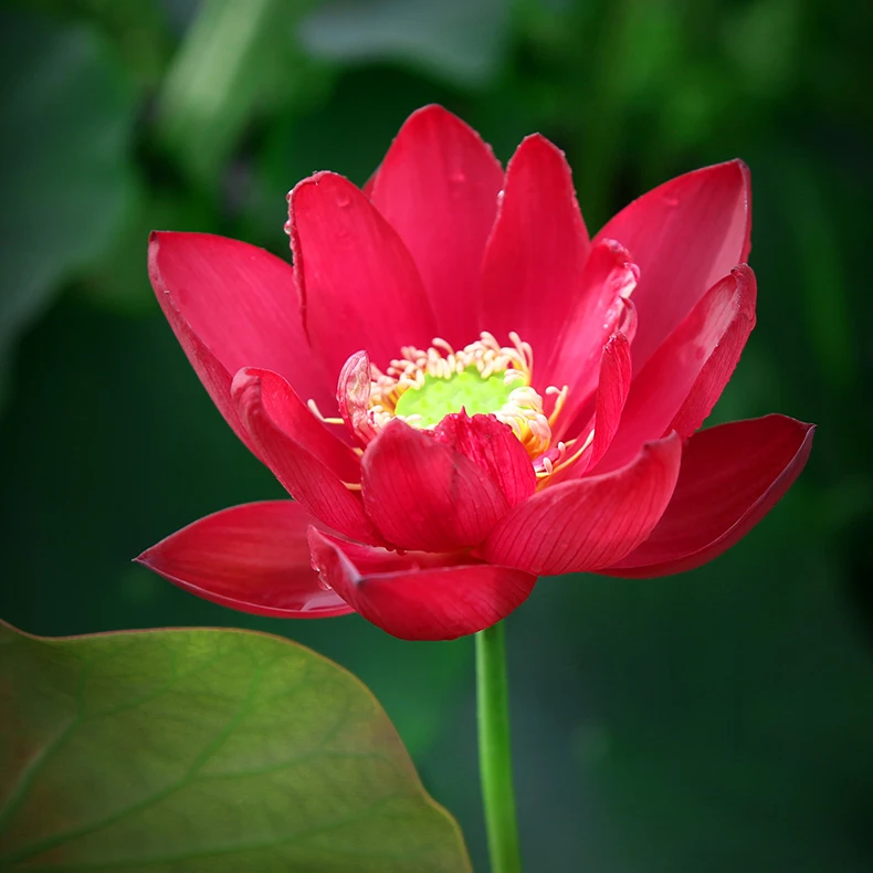 复隆红莲太空育种荷花大型重瓣观赏荷花种子池塘水养盆栽10粒简装