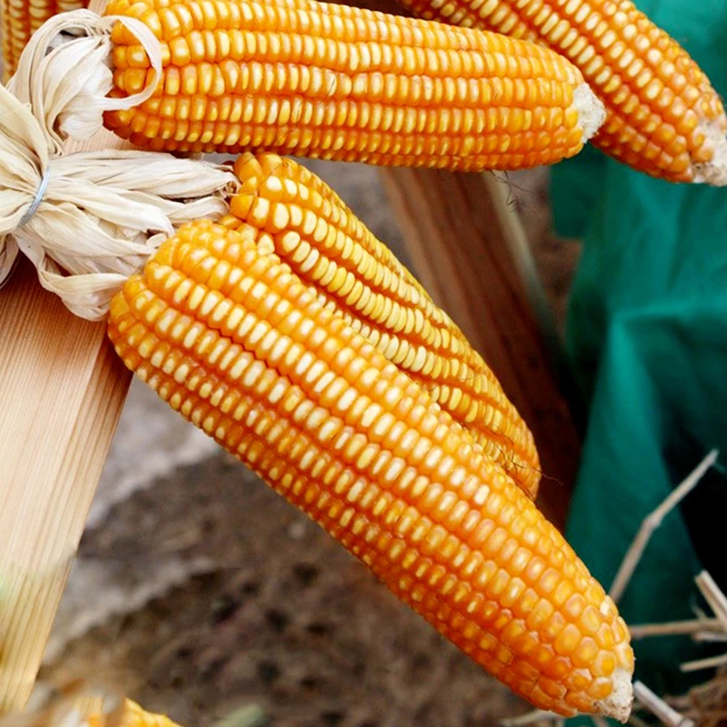 郑单958玉米种籽高产玉米杂交种早熟果树大田四季饲料玉米种子