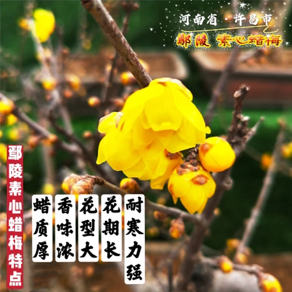 小桩蜡梅盆景蜡梅耐寒蜡梅鄢陵蜡梅基地直销