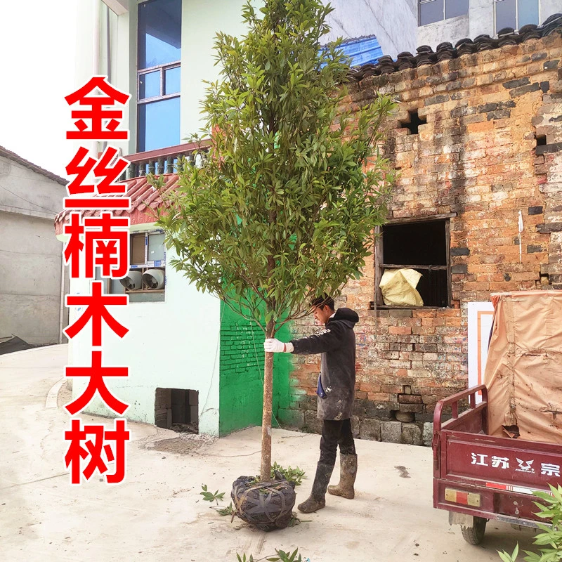 金丝楠木树苗大树正宗小叶桢楠地栽盆栽庭院别墅大型珍稀贵苗木