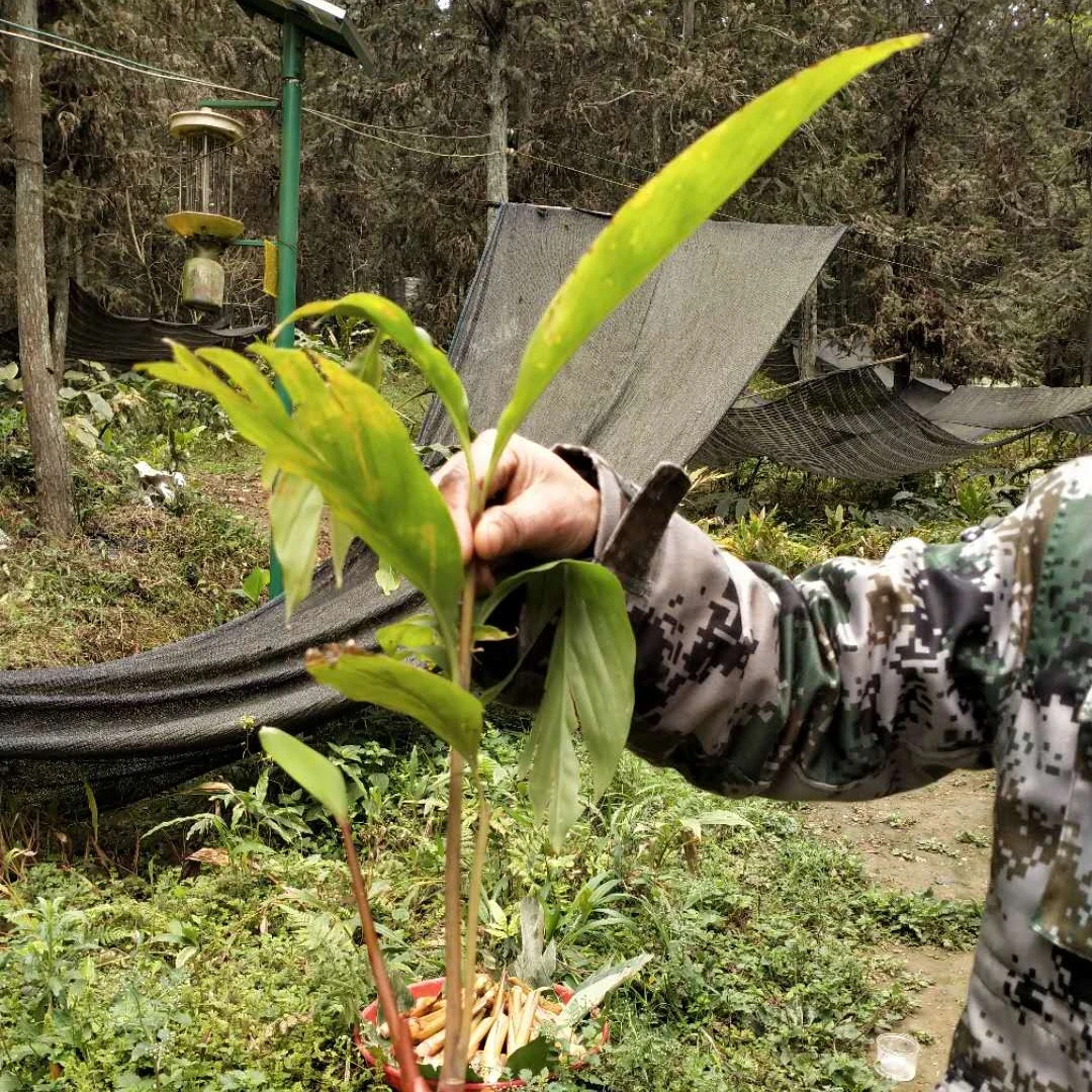 麦二少草两年生豆蔻种苗