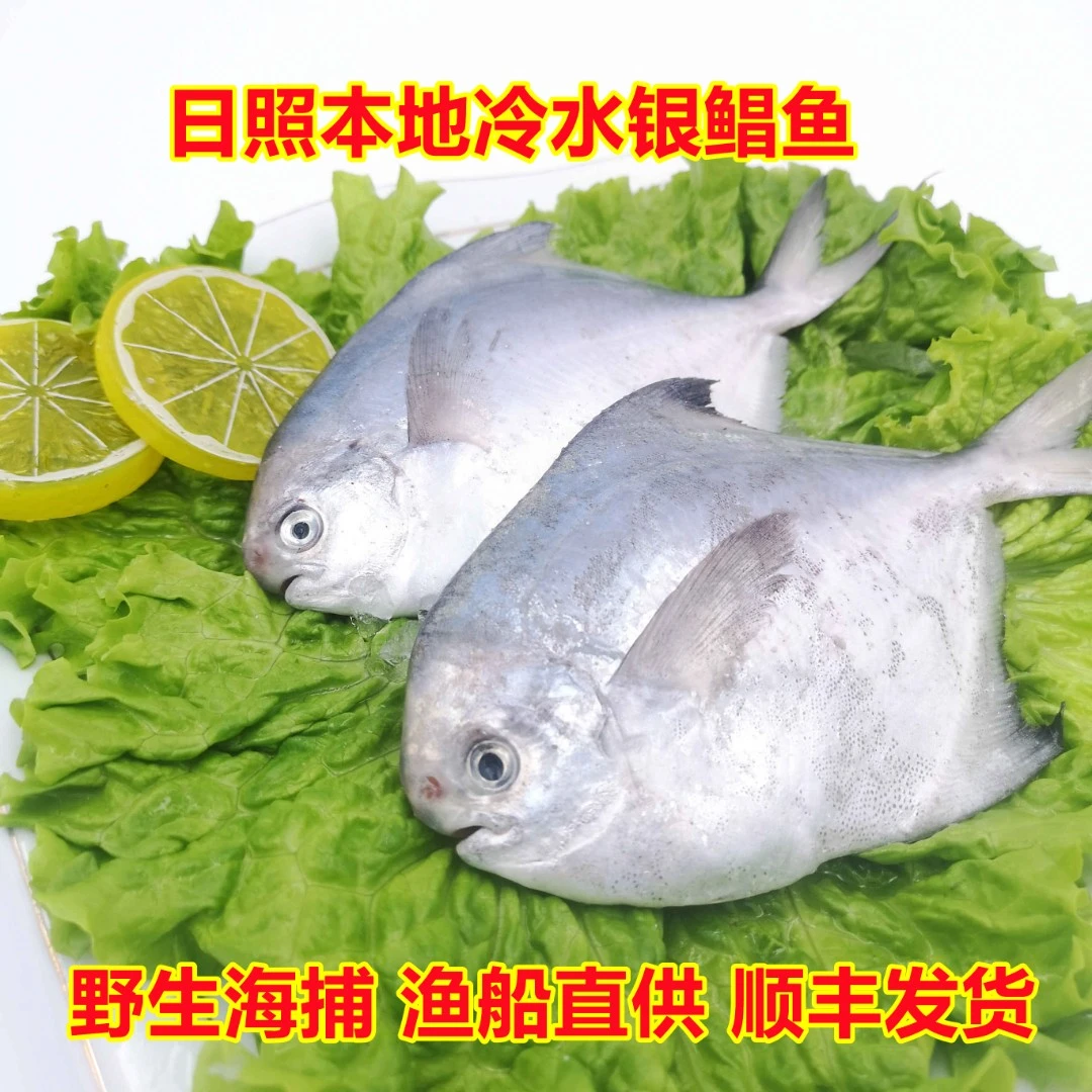 冷水野生（很小号）银鲳鱼8条左右/斤新鲜速冻顺丰发4斤不超过32条
