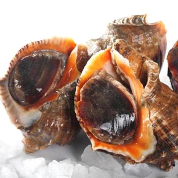 连云港发货鲜活海螺拍3斤5斤（一斤5/7个）