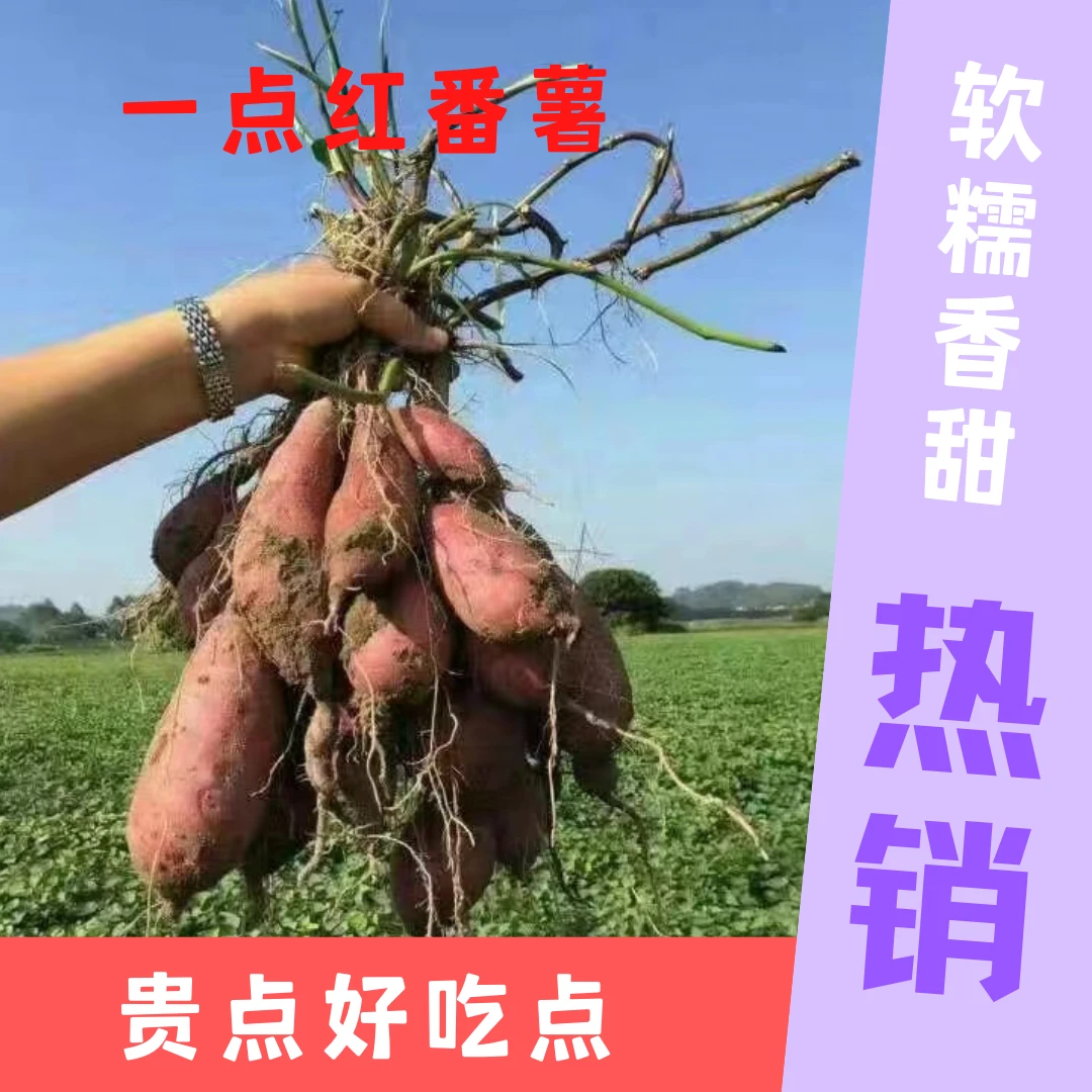 （5斤大果）一点红番薯冰淇淋紫薯新鲜现挖板栗番薯地瓜粉糯香甜
