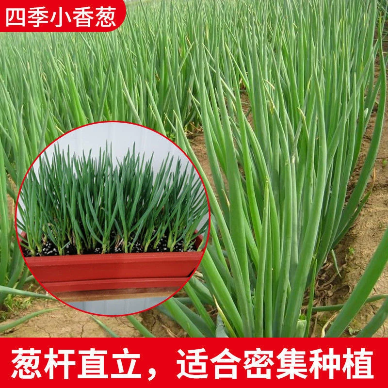 四季小香葱种子分葱种子阳台花盆小院菜园种植小葱香葱蔬菜种子