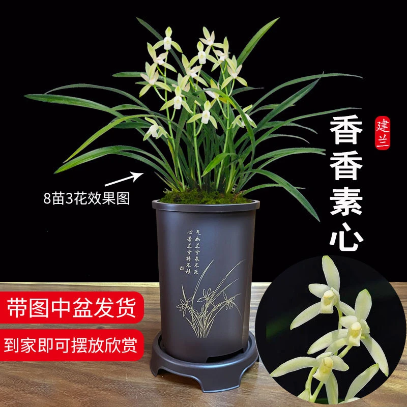 刘阁兰花 香香素心 夏带花苞带盆种好发  好养兰花苗花卉绿植盆栽