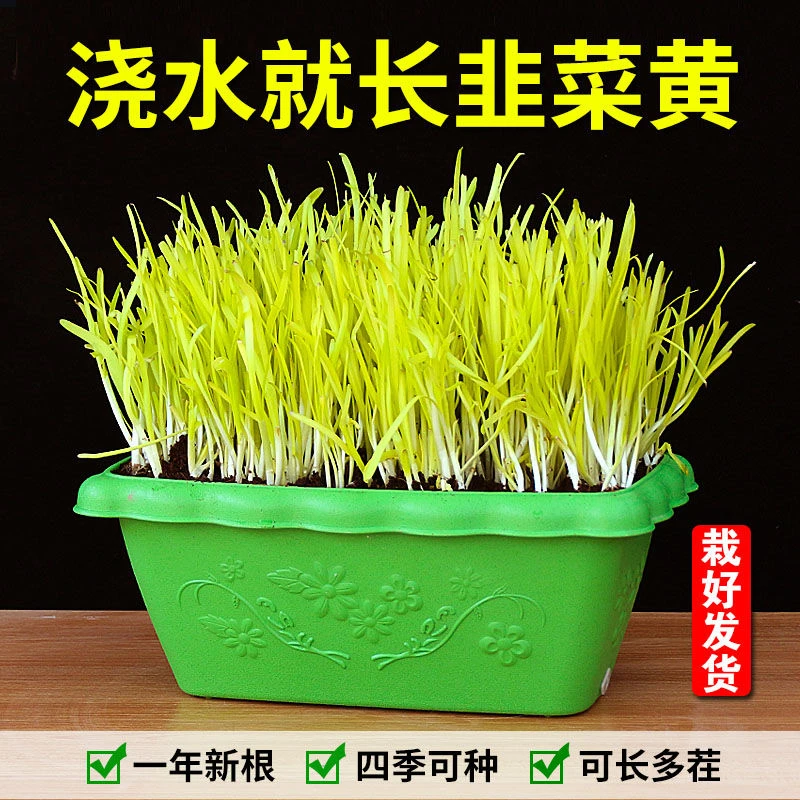 四季紫根宽叶韭菜根阳台盆栽韭菜苗韭菜种子栽好发货水培韭菜盆栽