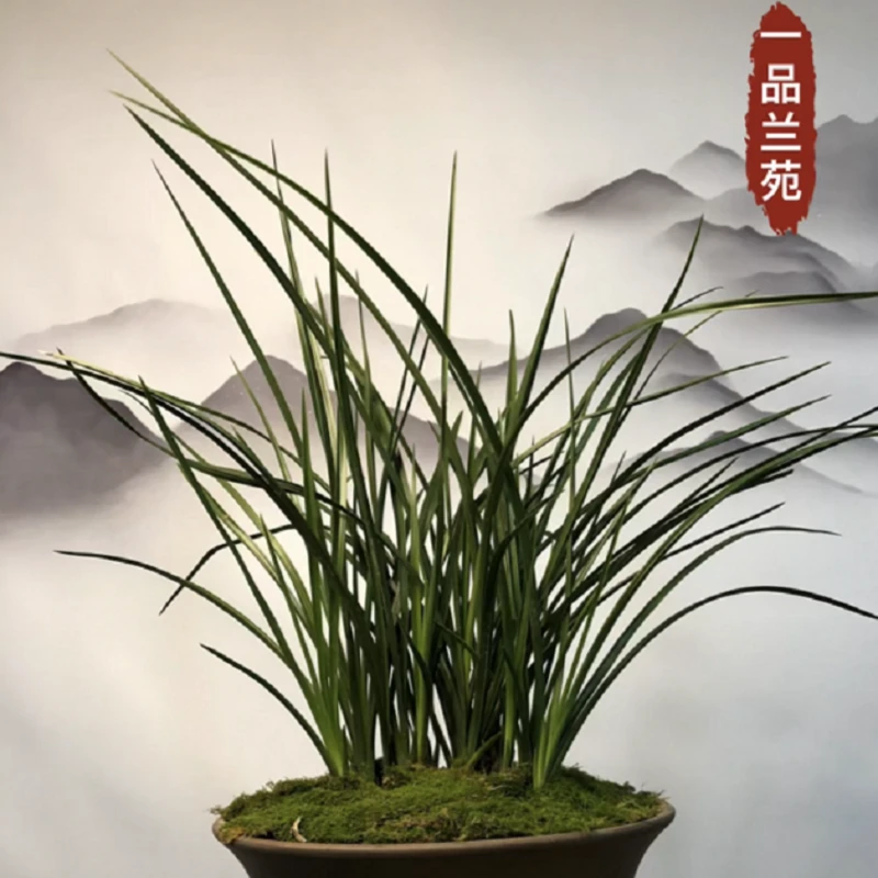 直播间付米专用！蕙兰、盆景绿植、