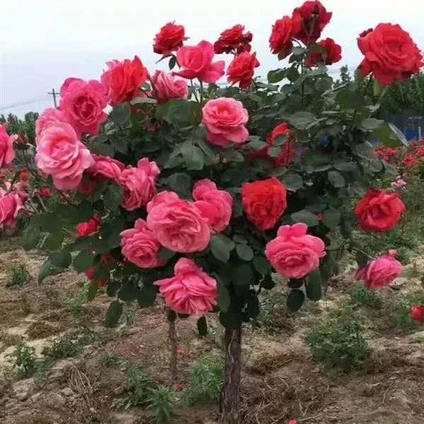 棒棒糖树桩月季花高杆月季花室内外花卉植物四季玫瑰带花树状月季