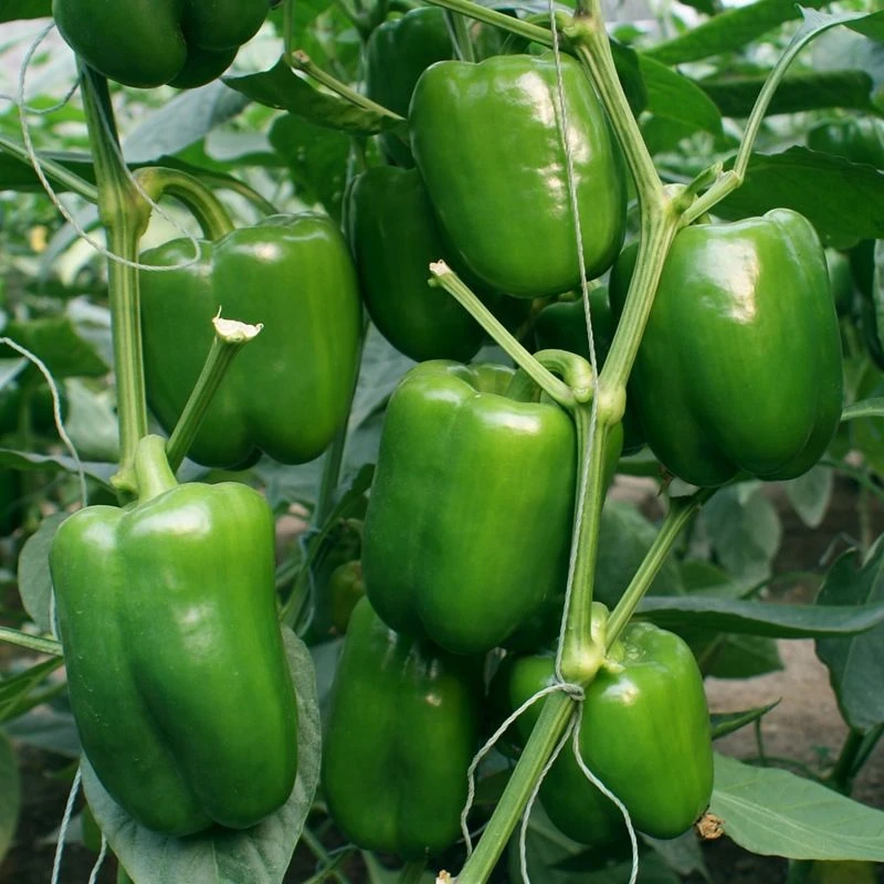 甜椒种子菜椒甜辣椒种籽特大方灯笼椒肉厚甜脆不辣茄门春季蔬菜籽