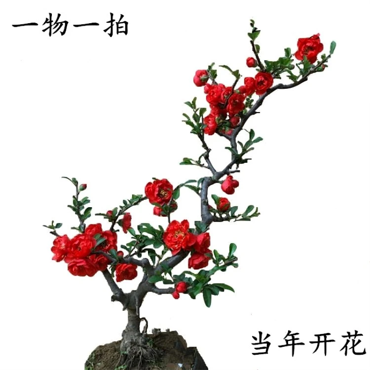 日本长寿冠海棠花盆栽四季开花原生花卉植物室内盆景老桩好养重瓣