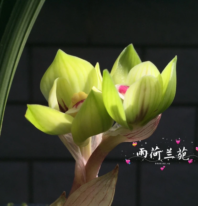 绿云 春兰皇后 荷瓣奇花