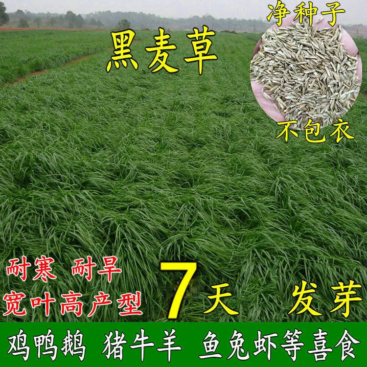 进口耐寒牧草种子多年生黑麦草种子四季高产鸡鸭鹅牛羊鱼草种籽