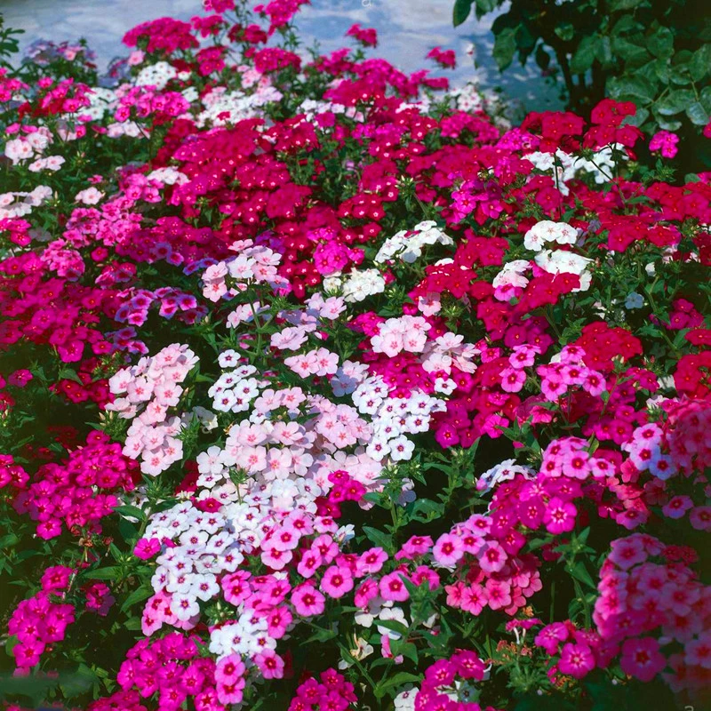 丛生福禄考种子芝樱五色梅花海春秋播种耐寒矮生花种易活播种开花